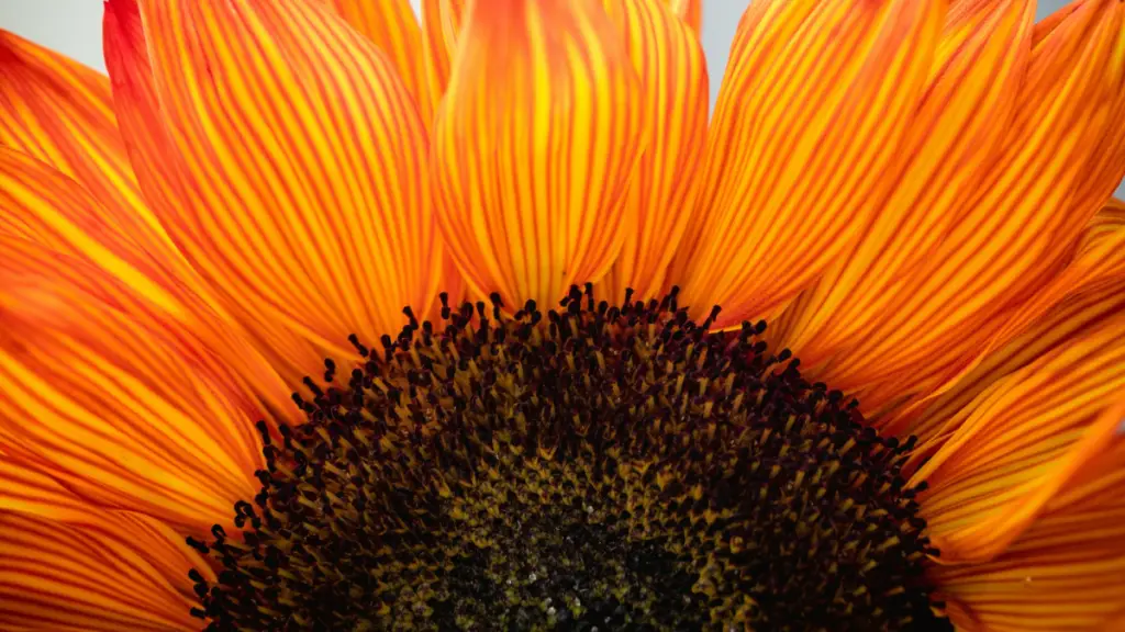33 Affirmations to Boost Gratitude and Abundance Mindset