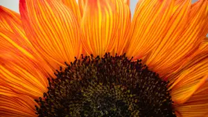 33 Affirmations to Boost Gratitude and Abundance Mindset