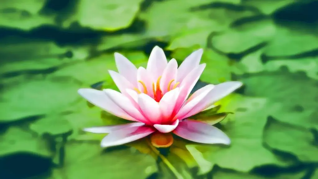 55 Affirmations for Spiritual Awakening Powerful Mantras to Align With Your Higher Self